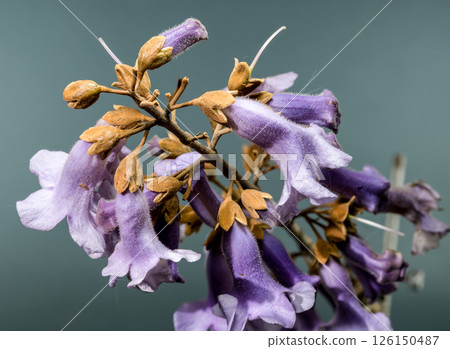 Elegant Light Purple Paulownia Flowers Blooming in Spring Elegant Light Purple Paulownia Flowers Blooming in Spring 126150487