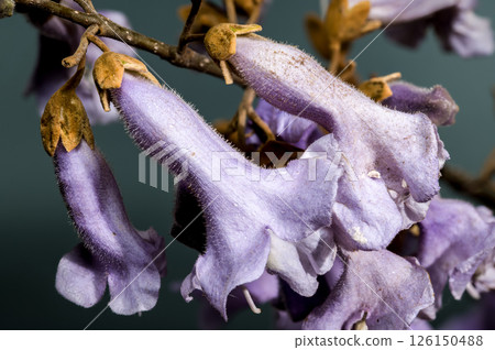 Elegant Light Purple Paulownia Flowers Blooming in Spring 126150488