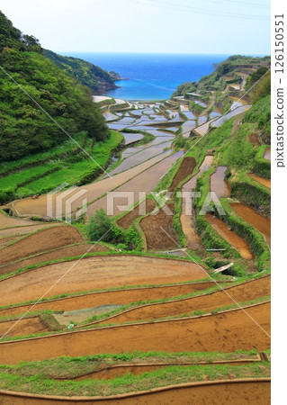 [Saga Prefecture] Hamanoura rice terraces on a clear day 126150551
