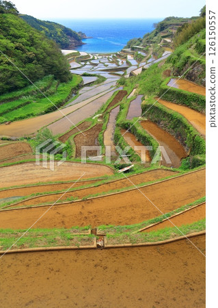 【佐賀縣】晴天的浜野浦梯田 126150557