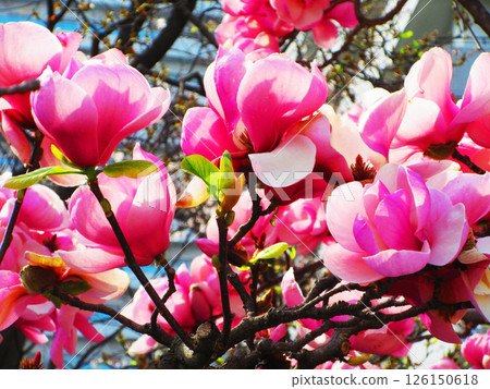 下木蓮盛開的風景 126150618