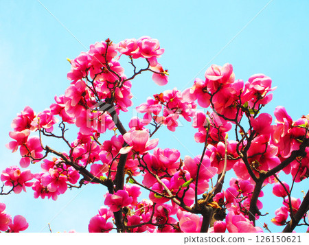 Scenery of a Shimokuren tree in full bloom Scenery of a Shimokuren tree in full bloom 126150621