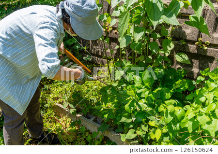A woman weeding a garden overgrown with weeds 126150624