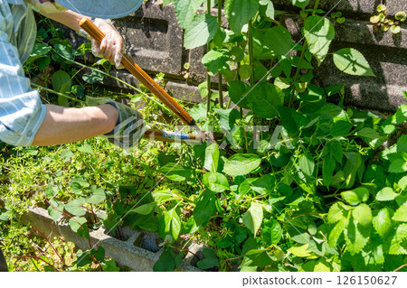 A woman mowing weeds in a garden overgrown with them. 126150627