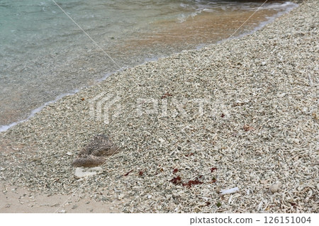 Urapina Beach, a coral beach on Hateruma Island where branch corals have accumulated Urapina Beach, a coral beach on Hateruma Island where branch corals have accumulated 126151004