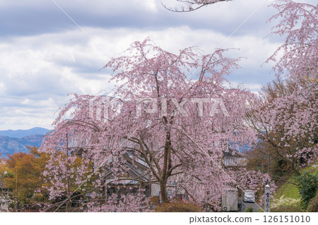 [Temple No. 8] Cherry blossoms at Kumagaya Temple [Shikoku 88 Temples] 126151010