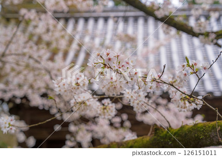 【第8寺】熊谷寺的櫻花【四國88寺】 126151011
