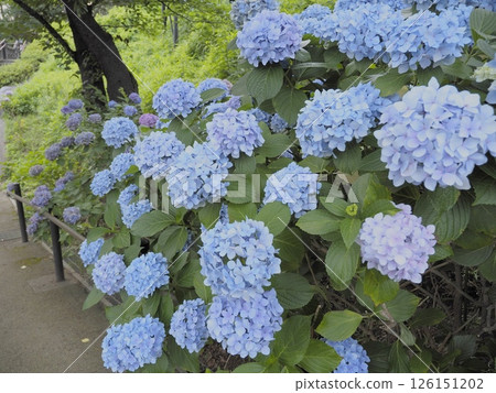 玉川台公園繡球花園裡的繡球花。 玉川台公園繡球花園裡的繡球花。 126151202