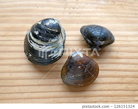 The large clam is 3.5cm, the small clam is 2.5cm. A photo comparing the sizes of clams. The large clam is 3.5cm, the small clam is 2.5cm. A photo comparing the sizes of clams. 126151324
