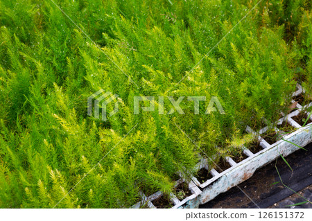 Green ferny asparagus foliage with drops of water 126151372