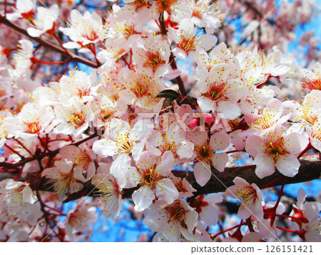 Scenery of red plum blossoms 126151421