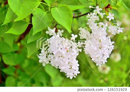 White lilac flowers White lilac flowers 126151929