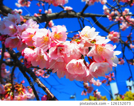 Winter cherry blossoms and blue sky scenery near Motogo Station of Saitama Rapid Railway in Kawaguchi City, Saitama Prefecture Winter cherry blossoms and blue sky scenery near Motogo Station of Saitama Rapid Railway in Kawaguchi City, Saitama Prefecture 126152073
