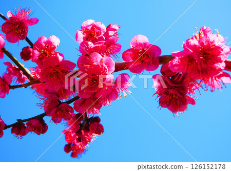 紅色李子和藍天的風景 126152178