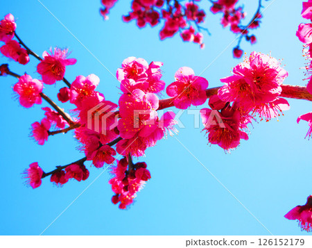 The landscape of the red plum and the blue sky 126152179