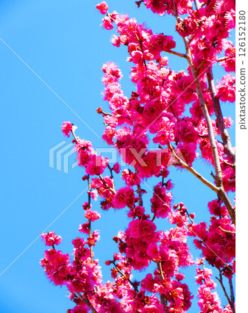 紅色李子和藍天的風景 紅色李子和藍天的風景 126152180