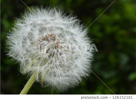 A photo of dandelion fluff that looks like it's about to take flight A photo of dandelion fluff that looks like it's about to take flight 126152181