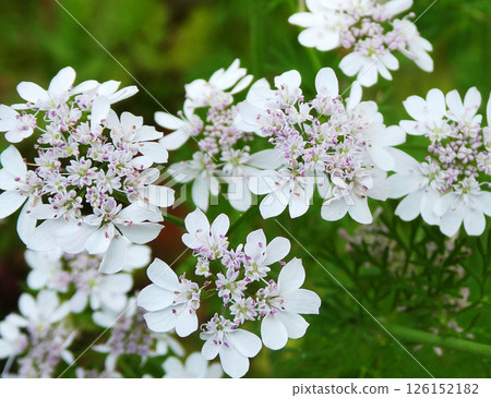 Photo of coriander flowers growing in a home garden Photo of coriander flowers growing in a home garden 126152182