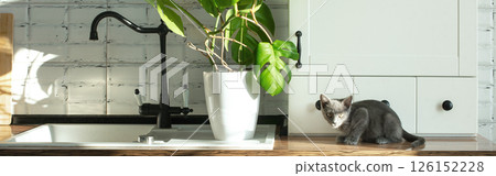 Monstera Monstera 126152228