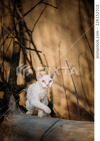Sweet Devon Rex Cat Funny Curious Young White Devon Rex Kitten In Autumn Forest. Happy Pets Concept. Short-haired Cat Of English Breed. Very Small Lovely Pets Lovely Cats Sweet Devon Rex Cat Funny Curious Young White Devon Rex Kitten In Autumn Forest. Happy Pets Concept. Short-haired Cat Of English Breed. Very Small Lovely Pets Lovely Cats 126152318