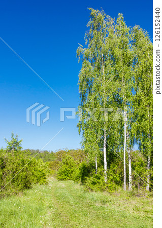 spring landscape with birches and dandelions spring landscape with birches and dandelions 126152440