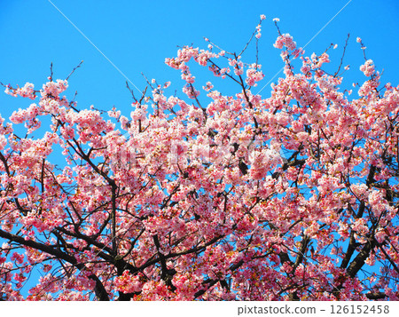 Scenery of early-blooming cherry blossoms and blue sky 126152458