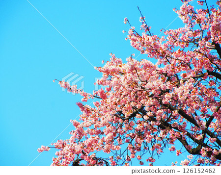 Scenery of early-blooming cherry blossoms and blue sky 126152462