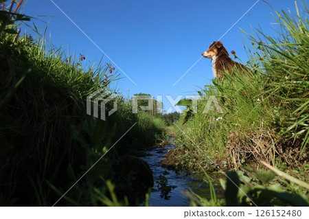 A dog is sitting in a grassy area next to a stream A dog is sitting in a grassy area next to a stream 126152480