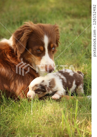 A mother dog is laying down next to her puppy A mother dog is laying down next to her puppy 126152492