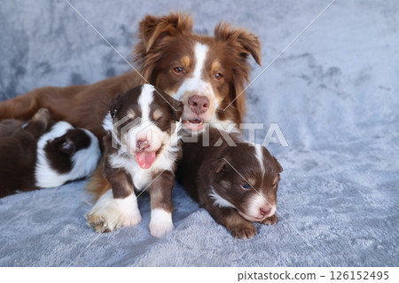 A mother dog and her puppies are laying on a blanket 126152495