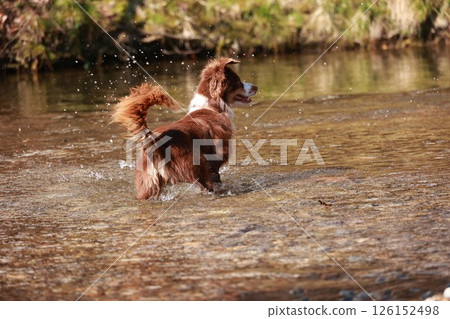A brown and white dog is splashing in a river A brown and white dog is splashing in a river 126152498