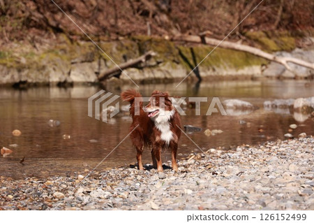 A brown and white dog is standing in the water near a river A brown and white dog is standing in the water near a river 126152499
