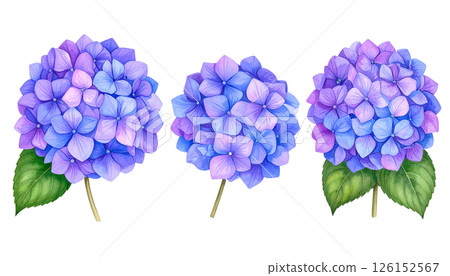 Vivid blue-purple hydrangea illustration, June, rainy season image watercolor texture material Vivid blue-purple hydrangea illustration, June, rainy season image watercolor texture material 126152567