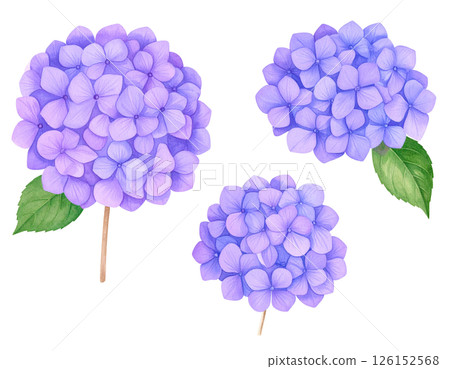 Hydrangea flower illustration material (purple) Hydrangea flower illustration material (purple) 126152568