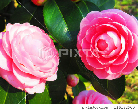 Beautiful scenery of camellia flowers Beautiful scenery of camellia flowers 126152569