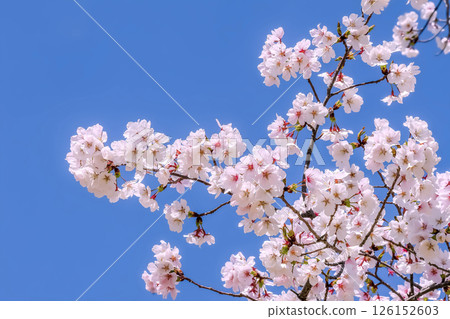 櫻花盛開的圖像 126152603