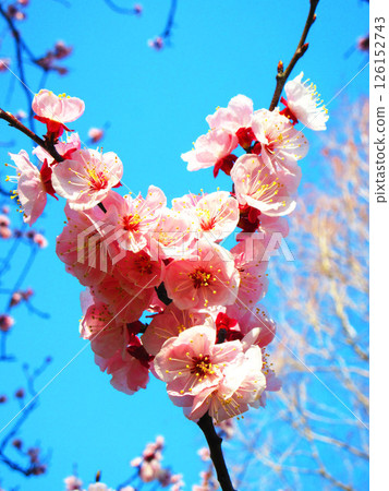 Scenery of early-blooming cherry blossoms 126152743