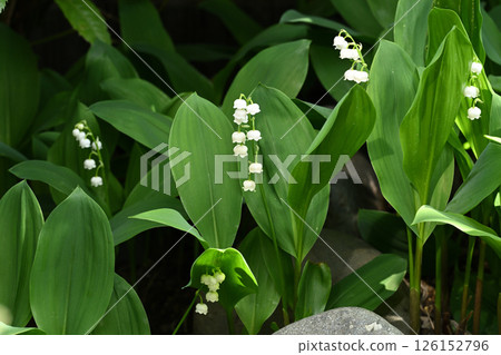 Lily of the valley 126152796