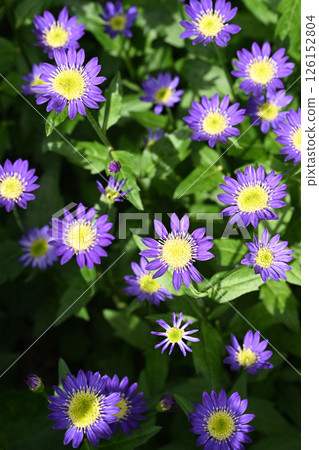 Miyako Wasure Miyako Wasure 126152804