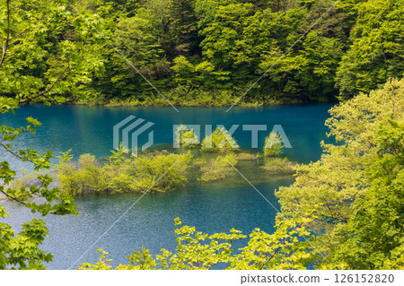 Lake Okushima in early summer: Fresh greenery of the underwater forest Lake Okushima in early summer: Fresh greenery of the underwater forest 126152820