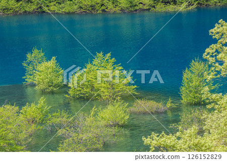 Lake Okushima in early summer: Fresh greenery of the underwater forest 126152829