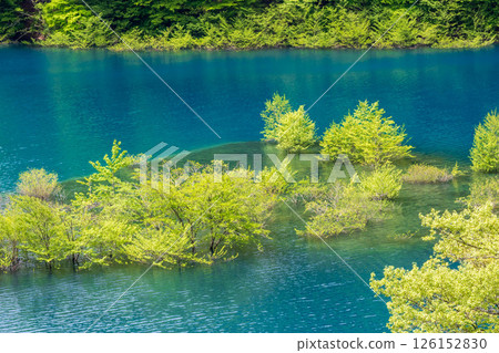 初夏的奧島湖:水下森林的新綠 初夏的奧島湖:水下森林的新綠 126152830