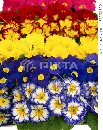 Furimula shurian flower seedling 126152860