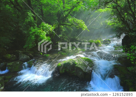 閃耀新綠的菊池溪谷（菊池市） 126152893