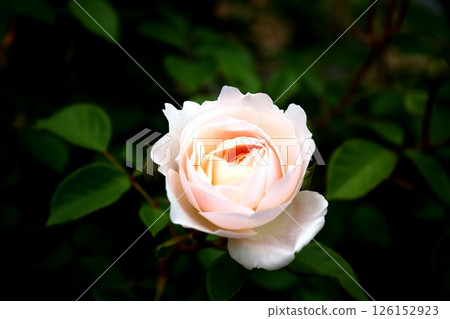 白玫瑰 126152923