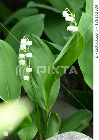 Lily of the valley 126152924