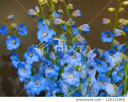 Cut flowers: Blue delphinium 126152960
