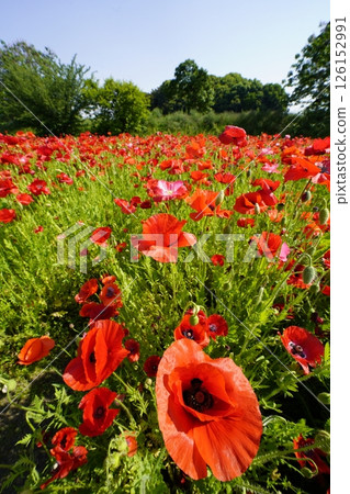充滿紅色罌粟花的花壇 充滿紅色罌粟花的花壇 126152991