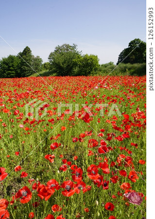 A flowerbed filled with red poppies A flowerbed filled with red poppies 126152993