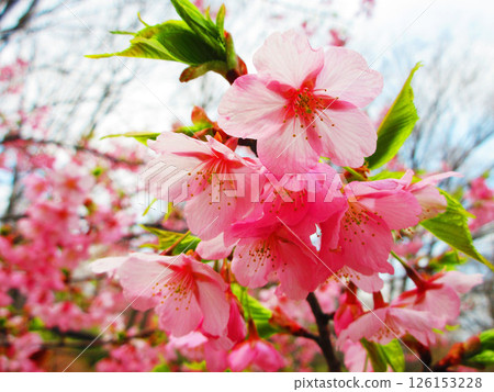 修善寺館櫻花盛開的景色 修善寺館櫻花盛開的景色 126153228